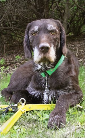 Dog Chained to The Claw Pet Tie Down