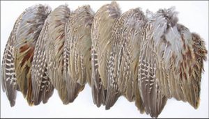 Hunting dog training wings