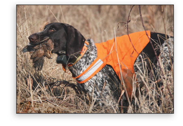 Rugged Upland Dog Vest in Blaze Orange