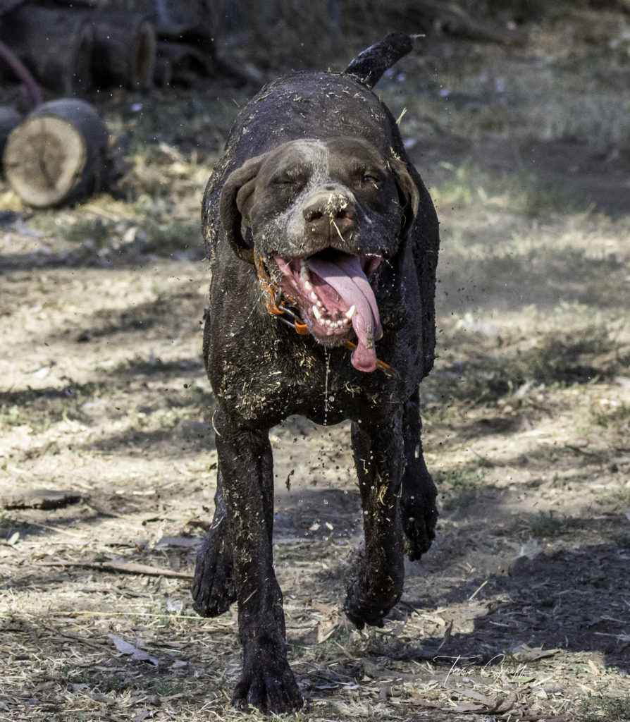 Çirkin Köpek