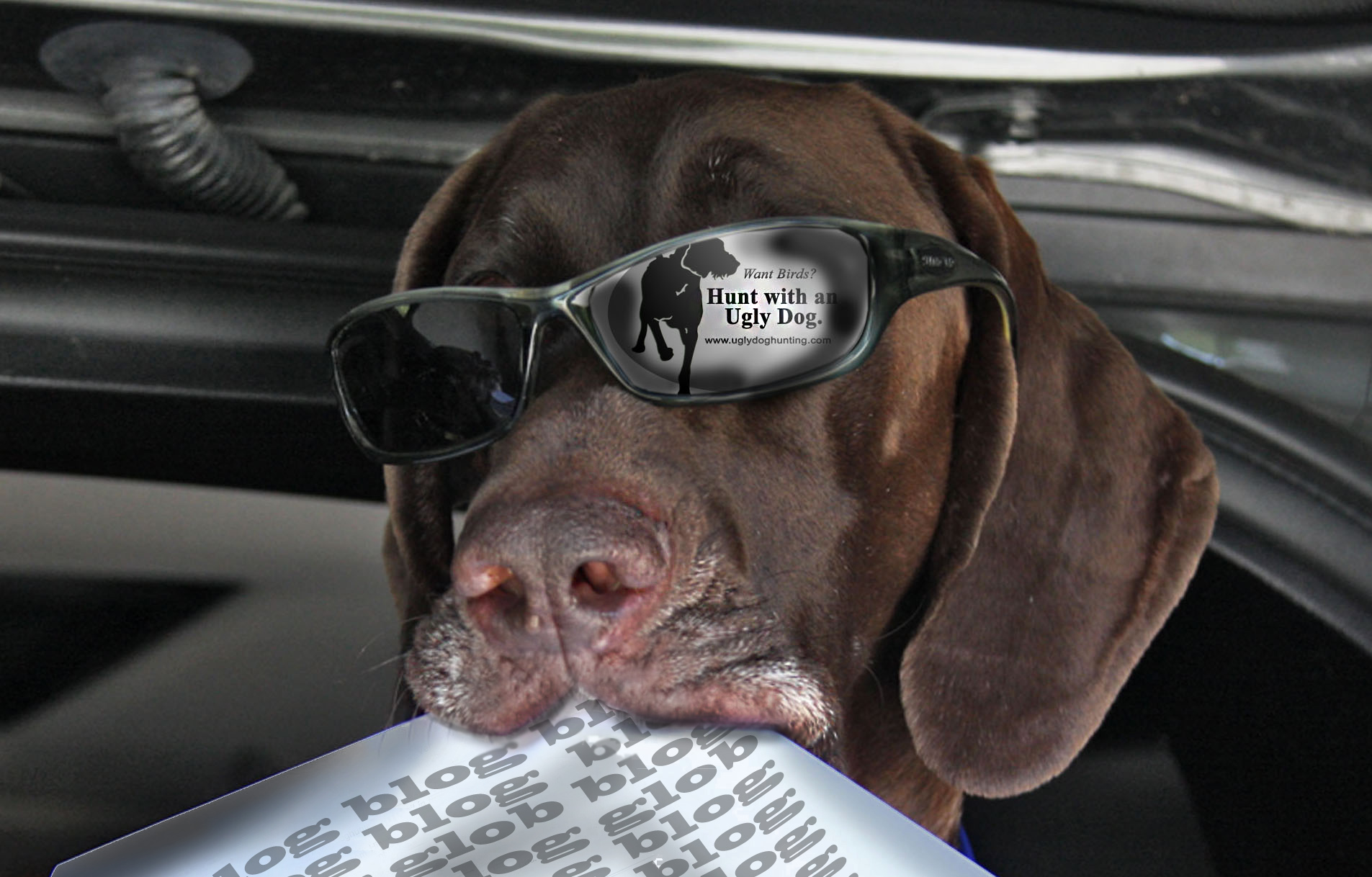 German Shorthaired Pointer holding blog paper from Ugly Dog Hunting