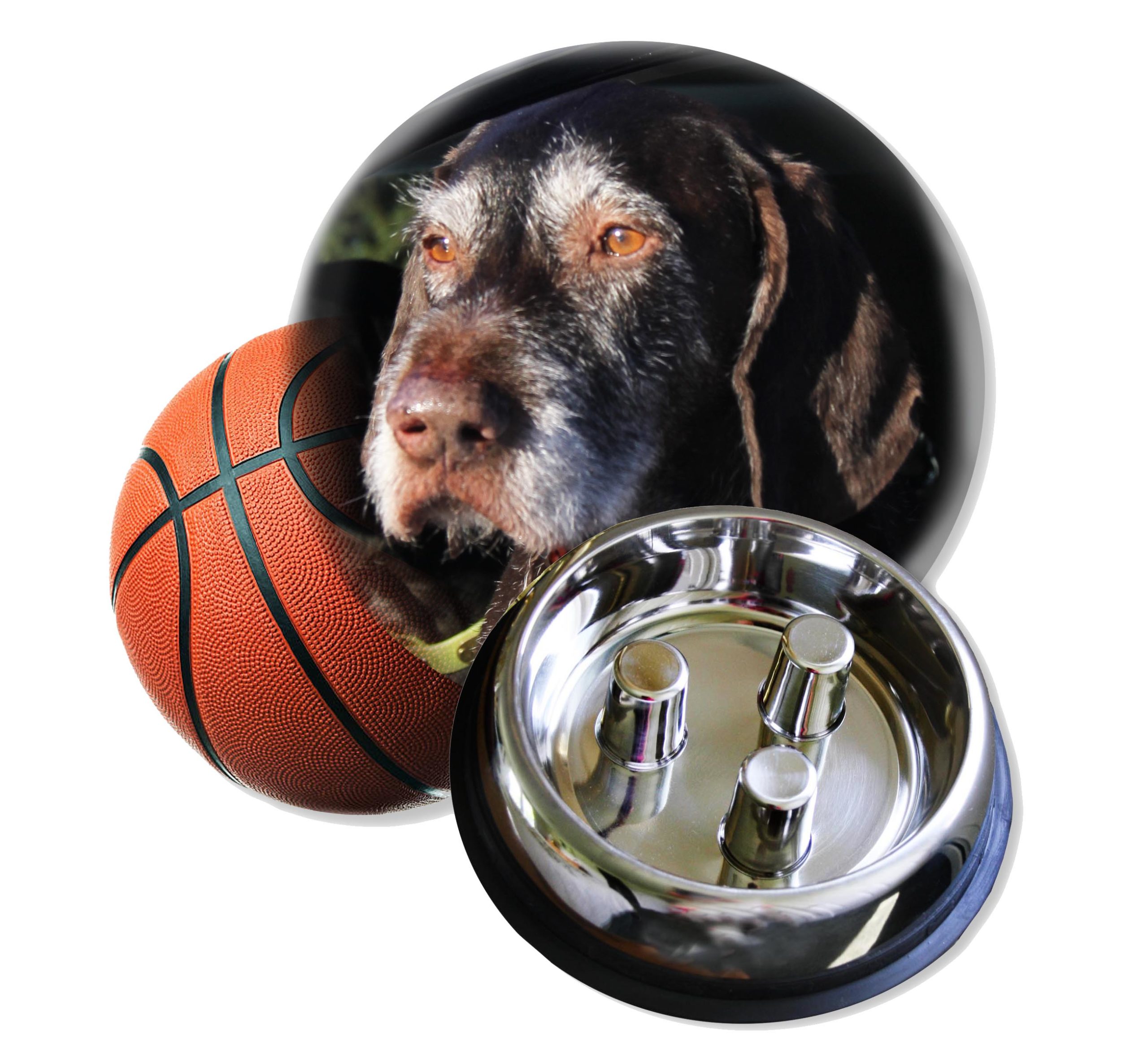 Collage of Pointer with Basketball and Brake-Fast slow feeding dog bowl