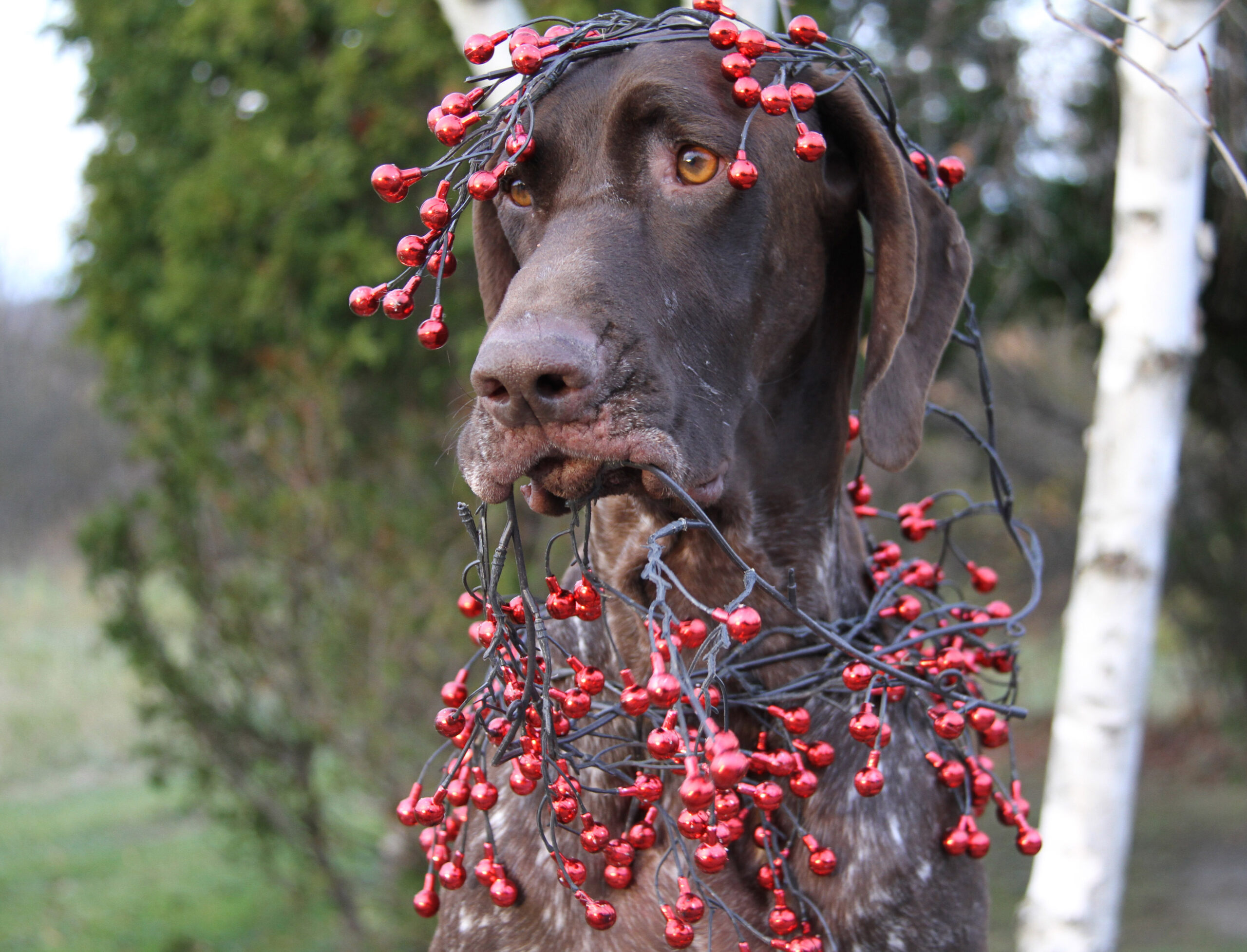 German Shorthair with Christmas Decorations