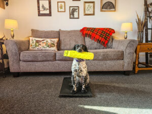 Dog sitting on place board while retrieving