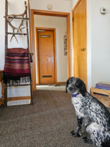 Dog waits patiently to be sent on retrieve